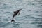 Dusky dolphin leaing out of the water