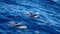 Dusky dolphins in the Atlantic Ocean