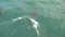 Dusky dolphins in the sea close to kaikoura,New Zealand