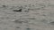Dusky dolphins in the sea close to kaikoura,New Zealand