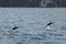 Dusky dolphins swimming off the coast of Kaikoura, New Zealand