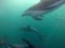 Dusky dolphins underwater, a new zealand experience in Kaikoura