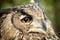 Dusky eagle owl