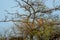 Dusky eagle owl or Bubo coromandus at keoladeo national park or bharatpur bird sanctuary