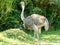 Dusky female Ostrich browsing for food
