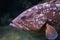 Dusky grouper