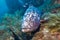 Dusky Grouper