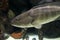 The Dusky Grouper fish