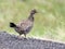 Dusky Grouse by the Road