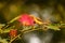 Dusky honeyeater pollinating a pink flower