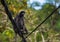 Dusky Langur