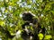 Dusky Langur