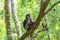 Dusky Langur sitting on tree branch