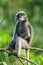 Dusky leaf monkey