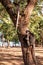 Dusky leaf monkey at Laem Sala Beach