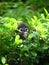 Dusky Leaf Monkey Langur