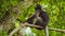 Dusky leaf monkey, Langur in forest