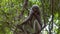 Dusky leaf monkey, Langur in Forest Eating Green Leaves, Railay, Krabi, Thailand