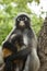 Dusky leaf monkey mother and baby on tree branch