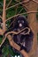 Dusky leaf monkey, Penang, Malaysia