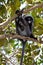 Dusky leaf monkey sitting in a tree