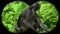Dusky Leaf Monkey Trachypithecus obscurus also known as Spectacled Langur Seen through Binoculars. Watching Animals at