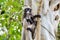 Dusky leaf monkey or Trachypithecus obscurus on tree