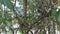 Dusky Leaf Monkey on the tree in Thailand