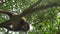 Dusky Leaf Monkey on the tree in Thailand