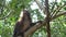 Dusky Leaf Monkey on the tree in Thailand