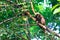 Dusky leaf monkeys sitting in a tree