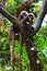 Dusky leaf monkeys sitting in a tree