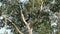 Dusky Leaf Monkeys On Tree Branch