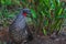 Dusky-legged Guan bird