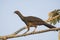 Dusky legged Guan in a jungle environment,