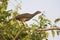 Dusky legged Guan in a jungle environment