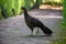 Dusky-legged guan in a park in Buenos Aires, Argentina