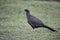 Dusky-legged guan, Penelope obscura