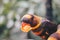 Dusky lories Pseudeos fuscata or banded Lories or Nuri kelam with orange and black feather