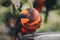 Dusky lories Pseudeos fuscata or banded Lories or Nuri kelam with orange and black feather