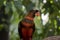 The dusky lory is orange, black with an orange beak