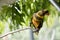 The dusky lory is perched on a tree branch