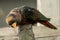 Dusky Lory On A Piece Of Wood, Leaning Down