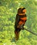 Dusky Lory, pseudeos fuscata, Adult standing on Branch