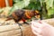 Dusky Lory,Pseudeos fuscata at Woburn Safari Park