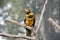 The dusky lory is sitting on a perch