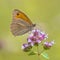 Dusky Meadow Brown butterfly