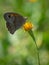 Dusky Meadow Brown butterfly, Hyponephele lycaon on Chinese Gynura flower with blur background