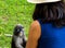 Dusky monkey sitting on the ground and looking up at woman with hat