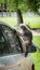 Dusky Monkey sitting on mirror of car
